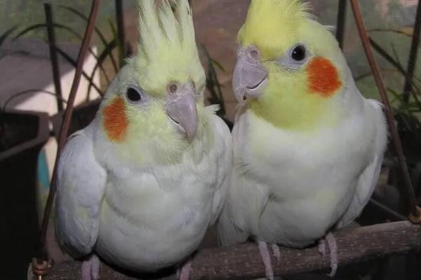 玄凤鹦鹉需要人陪吗,玄凤鹦鹉需要人陪