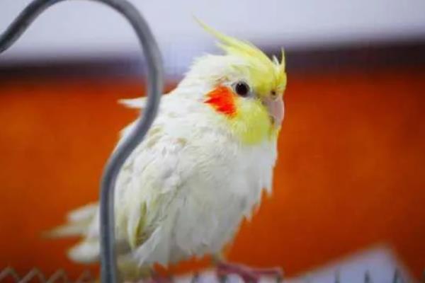 玄凤鹦鹉需要人陪吗,玄凤鹦鹉需要人陪