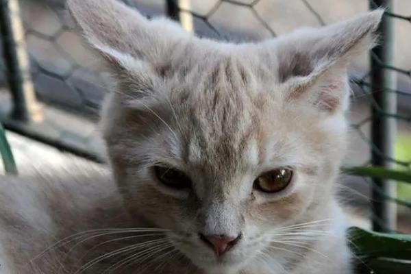 猫咪为什么出现飞机耳，主要是感到紧张、害怕所致