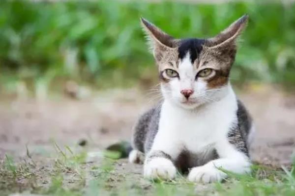 猫咪为什么出现飞机耳，主要是感到紧张、害怕所致