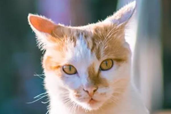 猫咪为什么出现飞机耳，主要是感到紧张、害怕所致
