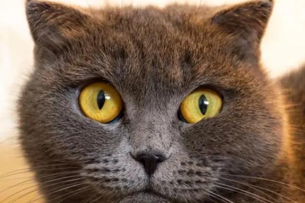 猫咪为什么出现飞机耳，主要是感到紧张、害怕所致