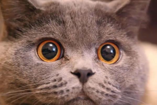 猫咪为什么出现飞机耳，主要是感到紧张、害怕所致