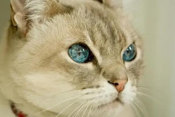 猫咪为什么出现飞机耳，主要是感到紧张、害怕所致