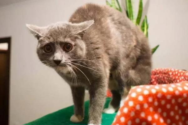 猫咪为什么出现飞机耳，主要是感到紧张、害怕所致