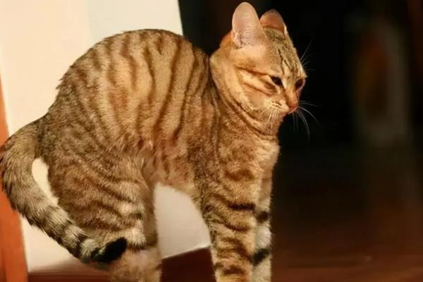 猫咪为什么出现飞机耳，主要是感到紧张、害怕所致