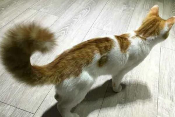 猫咪为什么出现飞机耳，主要是感到紧张、害怕所致
