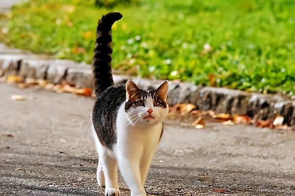 猫咪为什么出现飞机耳，主要是感到紧张、害怕所致