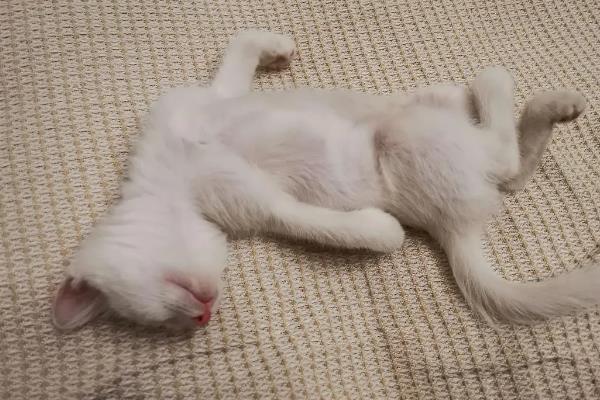猫咪为什么出现飞机耳，主要是感到紧张、害怕所致