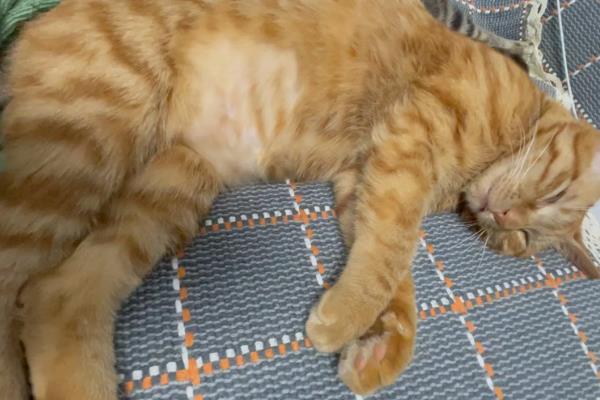 猫咪为什么出现飞机耳，主要是感到紧张、害怕所致