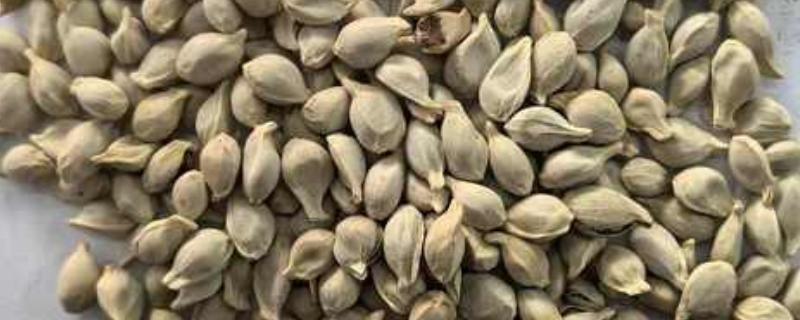 橘子核的播种方法，播种前用清水浸种可提升发芽率