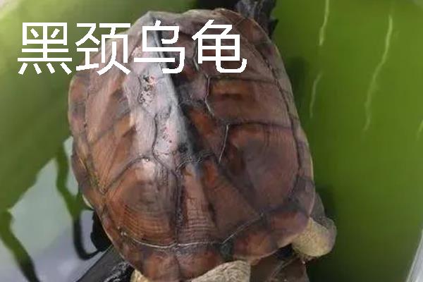 家养小乌龟如何投喂，主喂动物性饲料幼龟每天饲喂一次
