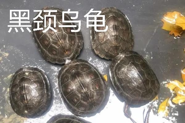 家养小乌龟如何投喂，主喂动物性饲料幼龟每天饲喂一次