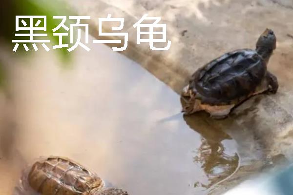 家养小乌龟如何投喂，主喂动物性饲料幼龟每天饲喂一次