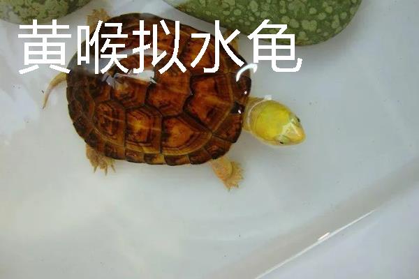 家养小乌龟如何投喂，主喂动物性饲料幼龟每天饲喂一次