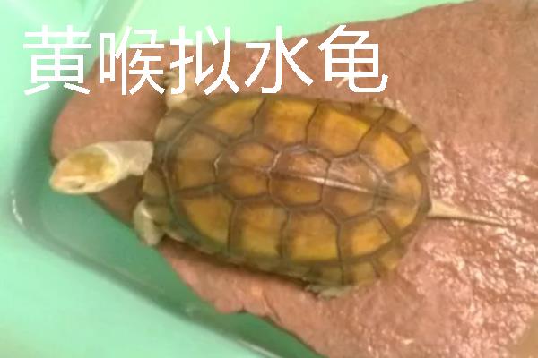 家养小乌龟如何投喂，主喂动物性饲料幼龟每天饲喂一次