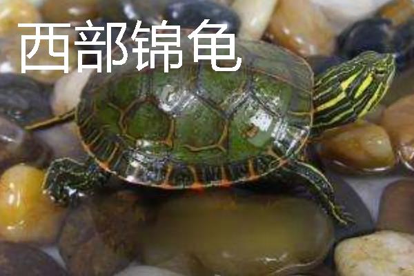 家养小乌龟如何投喂，主喂动物性饲料幼龟每天饲喂一次