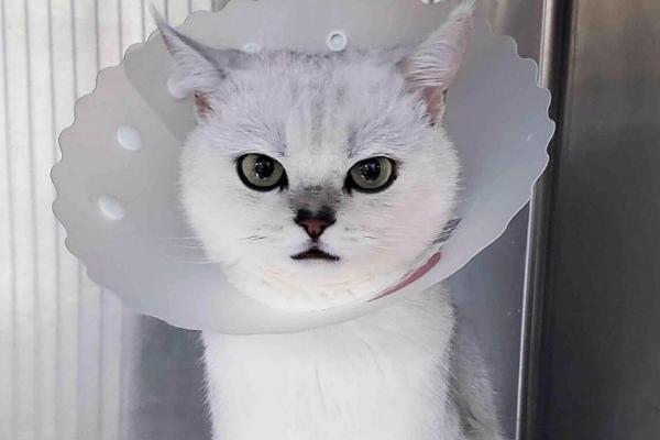 什么是猫甲状腺机能亢进，是猫常见的一种内分泌疾病
