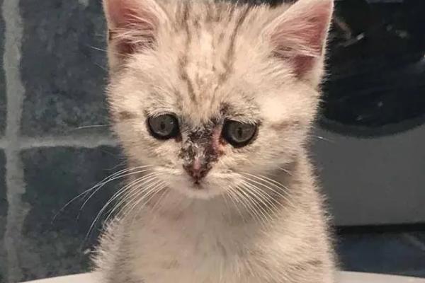 什么是猫甲状腺机能亢进，是猫常见的一种内分泌疾病