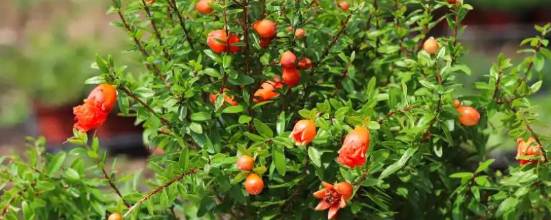 怎么养石榴花，适合在干燥的环境下生长