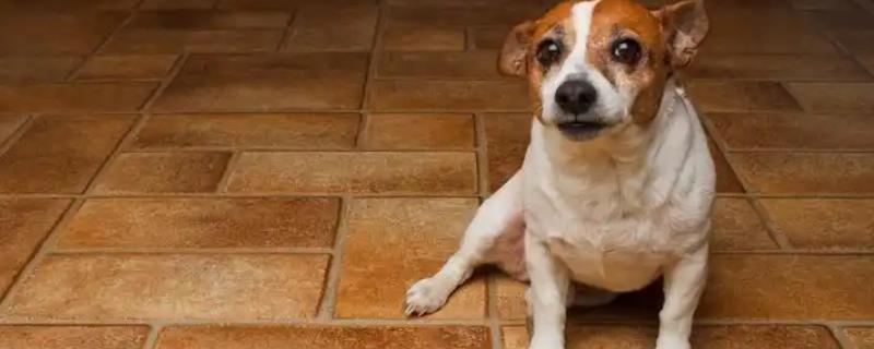 怎么治疗犬膀胱炎，有积尿的病犬需要为它导尿