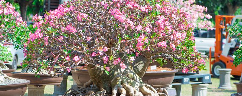 沙漠玫瑰冬天叶子发黄如何解决，剪除黄叶并根据发生原因采取对应措施