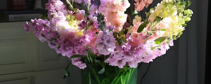 紫罗兰能水培吗，可以水培紫罗兰