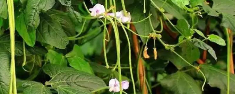 豆角掉花不结荚怎么处理，可打顶修剪或喷洒药剂