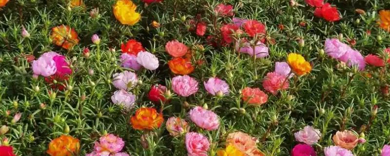 百日草的繁殖技术，播种前用高锰酸钾液浸种