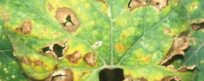冬瓜炭疽病的症状，病叶边缘有黄色晕圈