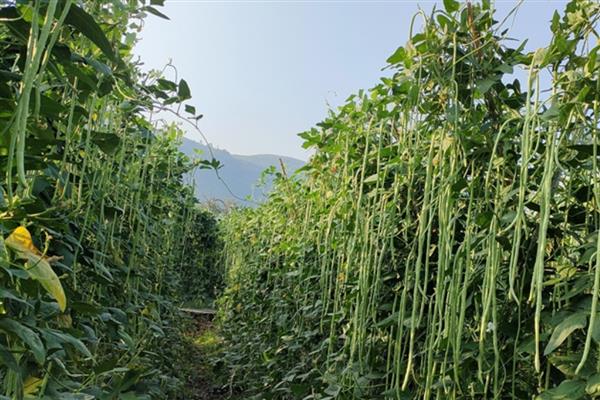豆角掉花不结荚怎么处理，可打顶修剪或喷洒药剂
