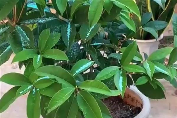 桂花施什么肥，4-5月份可追施腐熟稀薄的猪粪液
