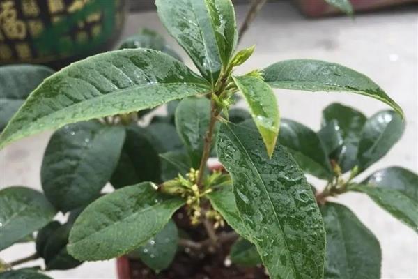 桂花施什么肥，4-5月份可追施腐熟稀薄的猪粪液