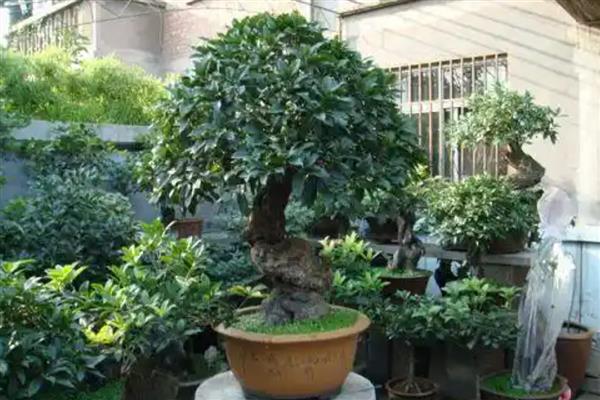 桂花施什么肥，4-5月份可追施腐熟稀薄的猪粪液
