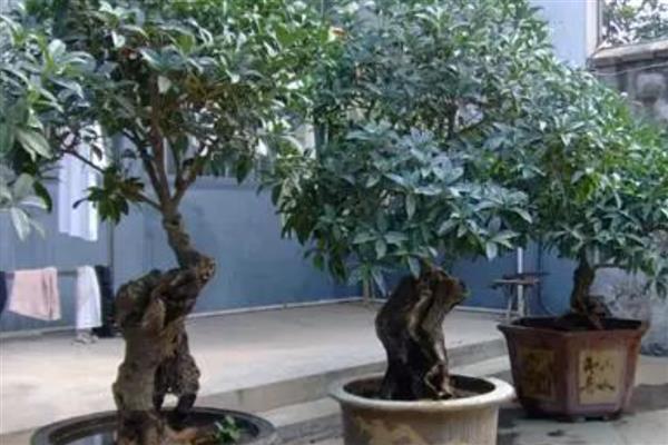 桂花施什么肥，4-5月份可追施腐熟稀薄的猪粪液