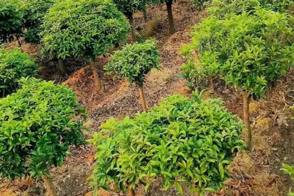桂花施什么肥，4-5月份可追施腐熟稀薄的猪粪液