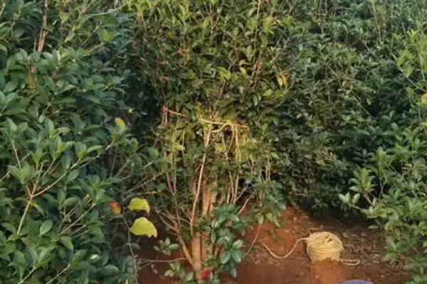 桂花施什么肥，4-5月份可追施腐熟稀薄的猪粪液