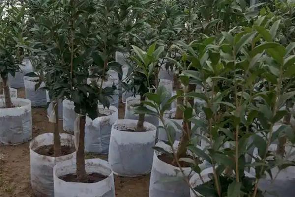 桂花施什么肥，4-5月份可追施腐熟稀薄的猪粪液