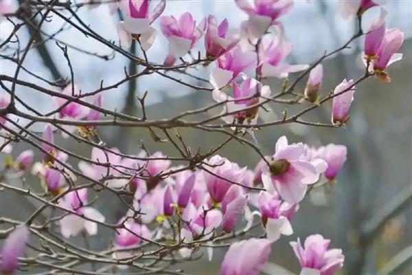 玉兰花的寓意，寓意忠贞爱情、知恩图报等