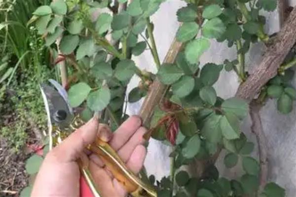 如何盆栽蔷薇花，适合生长在光照比较充足的环境下