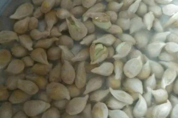 橘子核的播种方法，播种前用清水浸种可提升发芽率