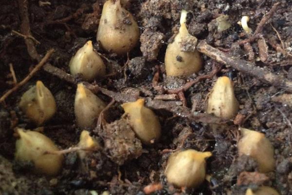 橘子核的播种方法，播种前用清水浸种可提升发芽率