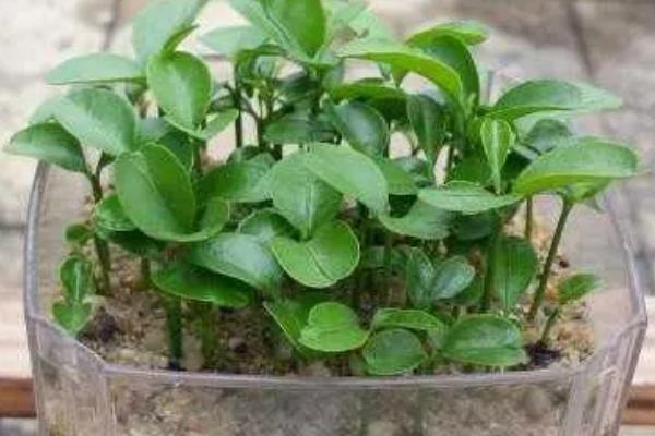 橘子核的播种方法，播种前用清水浸种可提升发芽率