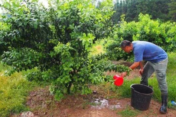 橘子核的播种方法，播种前用清水浸种可提升发芽率