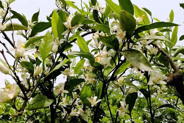 橘子核的播种方法，播种前用清水浸种可提升发芽率