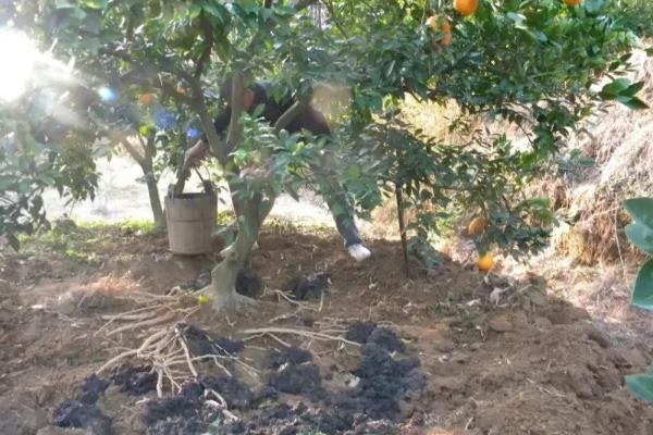 橘子核的播种方法，播种前用清水浸种可提升发芽率