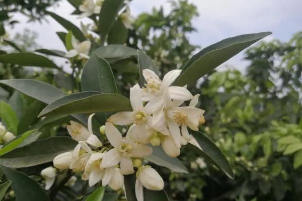 橘子核的播种方法，播种前用清水浸种可提升发芽率