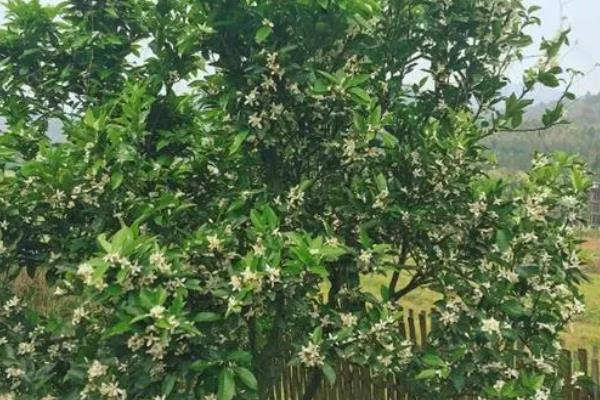 橘子核的播种方法，播种前用清水浸种可提升发芽率