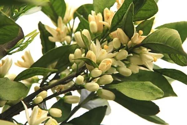 橘子核的播种方法，播种前用清水浸种可提升发芽率