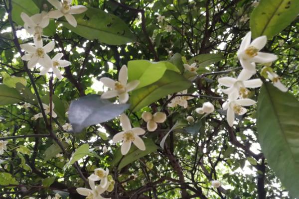 橘子核的播种方法，播种前用清水浸种可提升发芽率